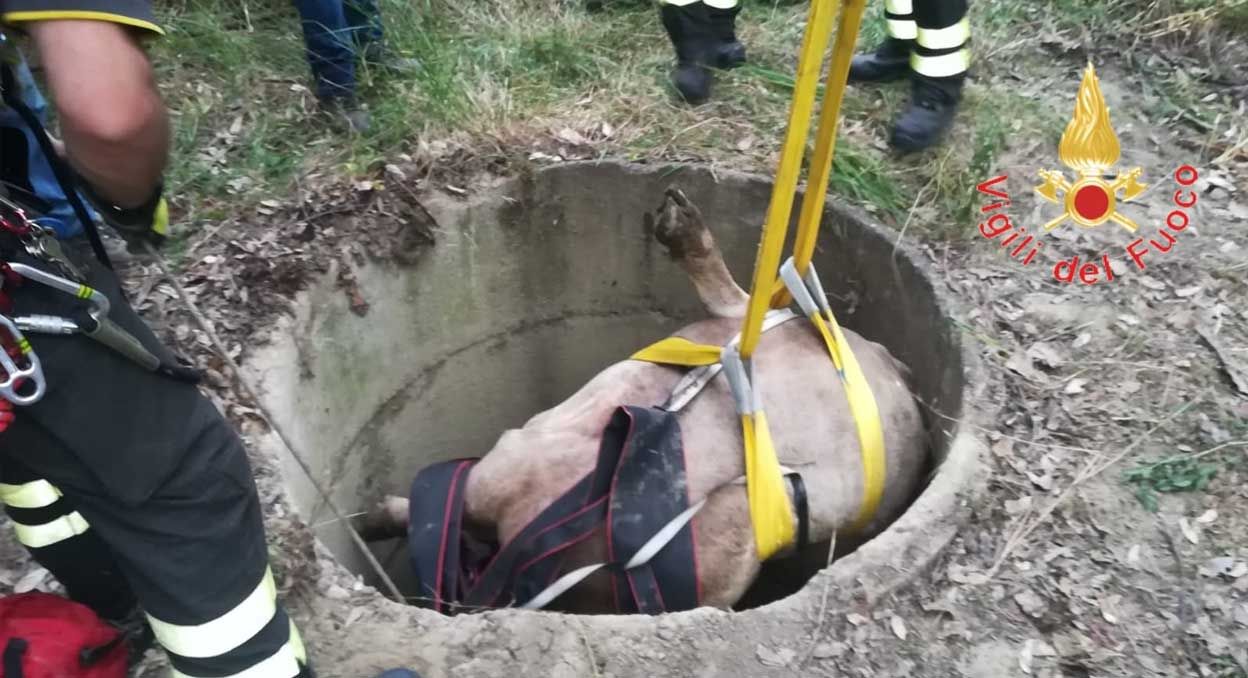 Vitello incastrato da giorni in un pozzo, salvataggio dei Vigili del fuoco di Crotone