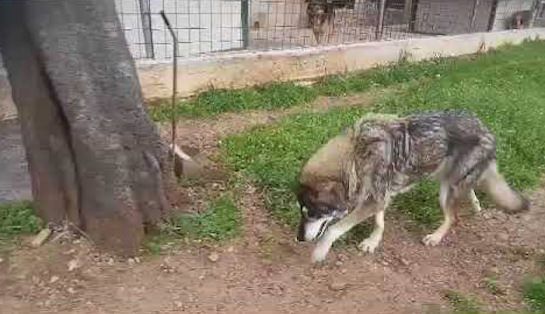 È morta Shira, la lupa più vecchia d'Italia