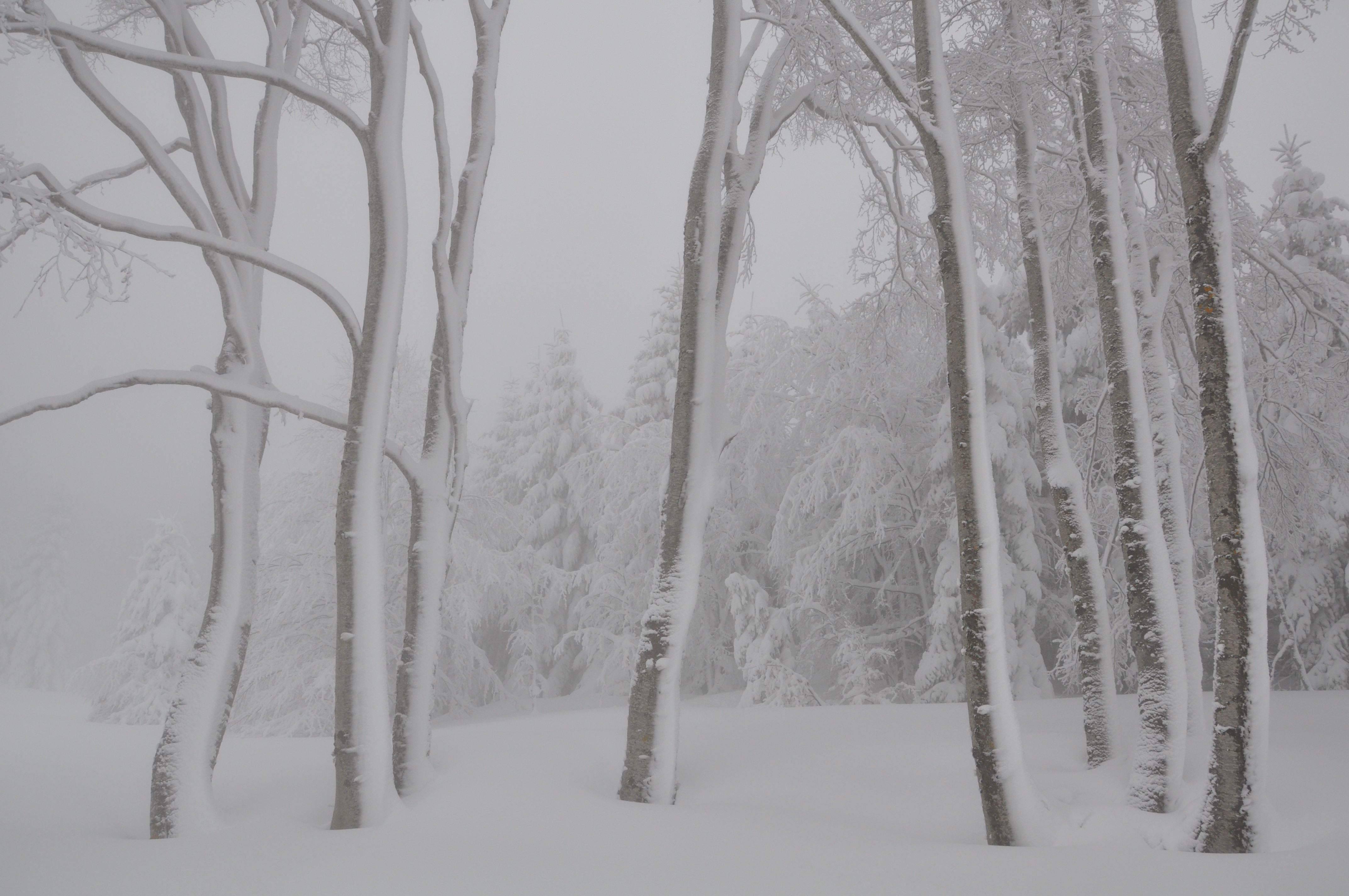 «La sfida della variante inglese»