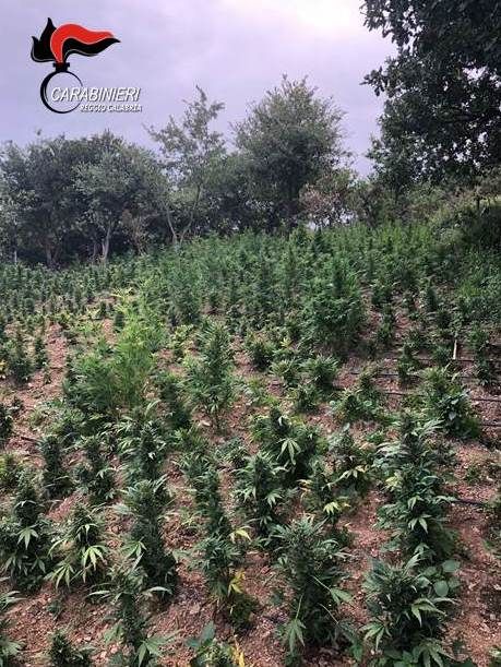 Sorpresi in una piantagione di marijuana, 4 in manette nella Locride
