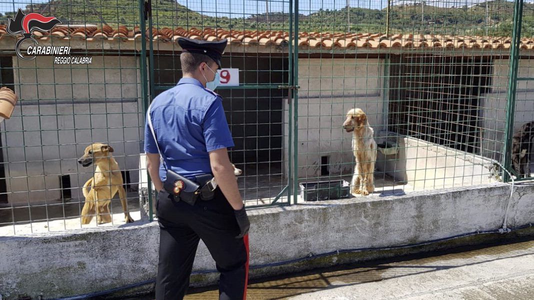 Animali maltrattati e carcasse in frigo non funzionanti: canile lager sequestrato nel Reggino – VIDEO
