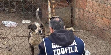 Reggio Calabria, due denunce per maltrattamento di animali domestici