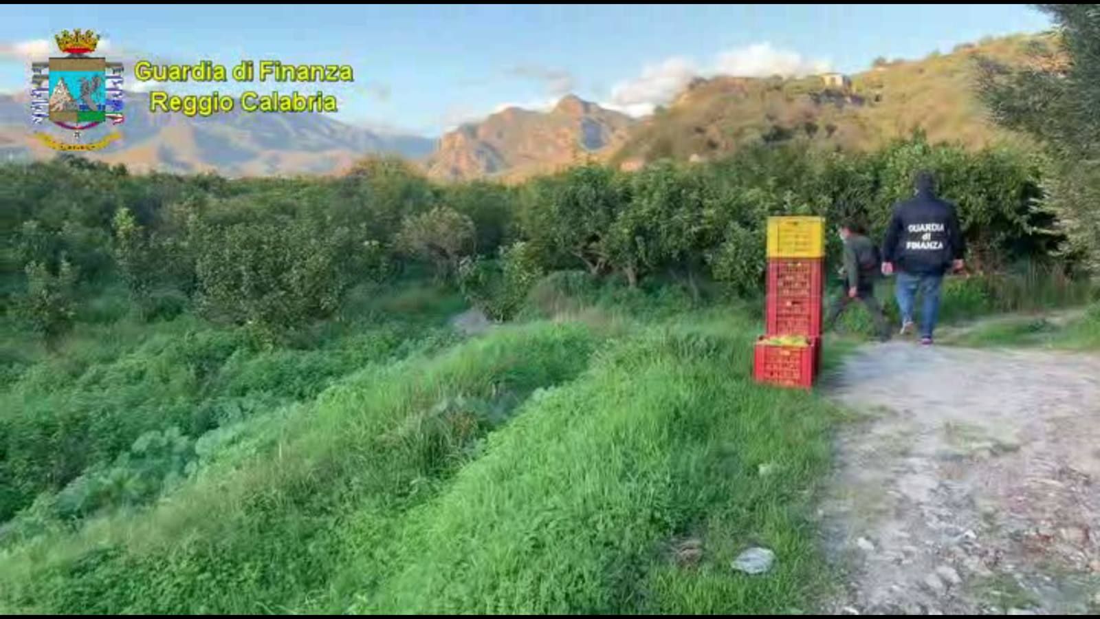 Lavoratori sfruttati negli agrumeti di Condofuri, segnalate 5 aziende – VIDEO