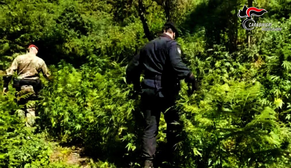Coltivavano marijuana nel Parco dell’Aspromonte, arrestati zio e nipote
