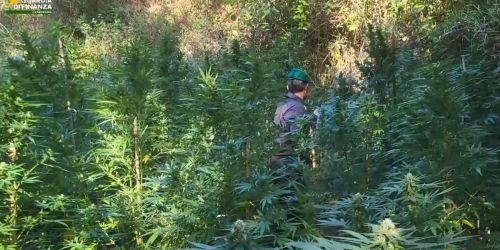piantagione canapa catanzarese GDF
