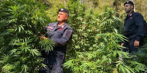 Cetraro, rinvenute e distrutte 500 piante di marijuana