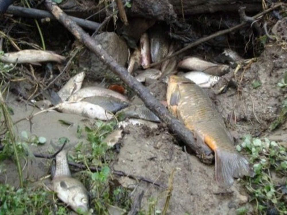 Svuotato il Passante, migliaia di pesci morti