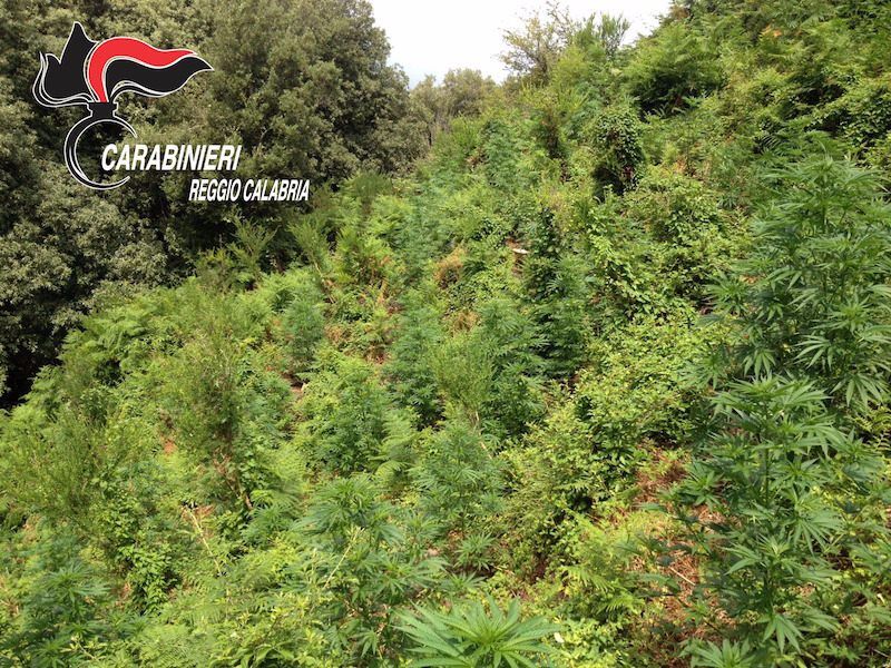 Scoperta piantagione di cannabis in Aspromonte