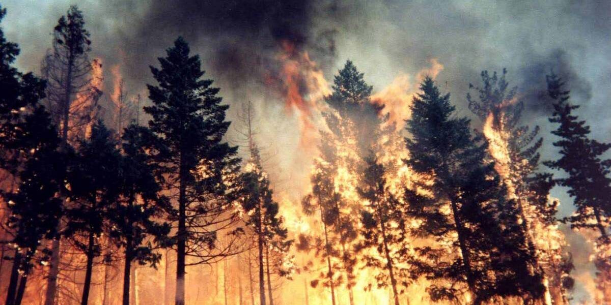 L’allarme della Cisl: «Boschi a rischio per carenza personale vigili del fuoco»