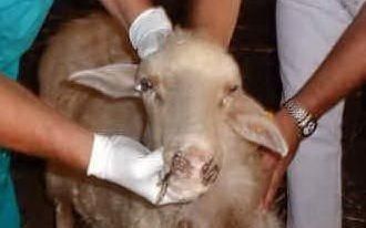 Emergenza “lingua blu”, istituito un tavolo tecnico