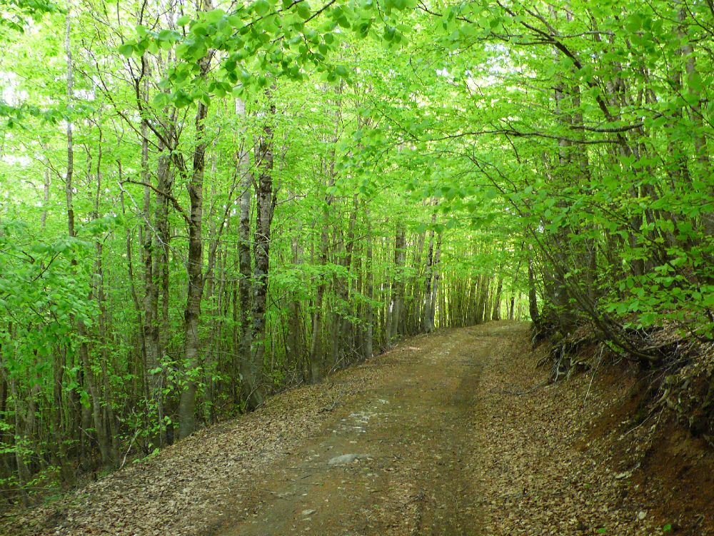 Forestazione, doppio "no" alla proposta di Trematerra