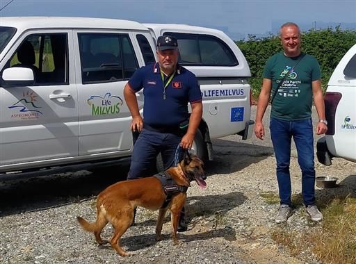 Veleno per uccidere gli animali, nel Parco nazionale dell’Aspromonte i controlli dei carabinieri forestali