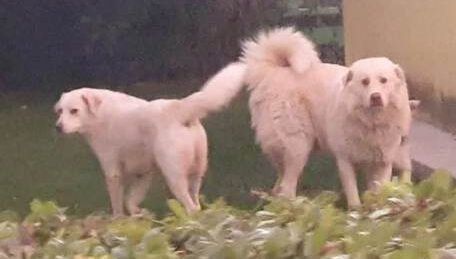 Frascineto, 2 cani uccisi a colpi di pistola davanti a un negozio