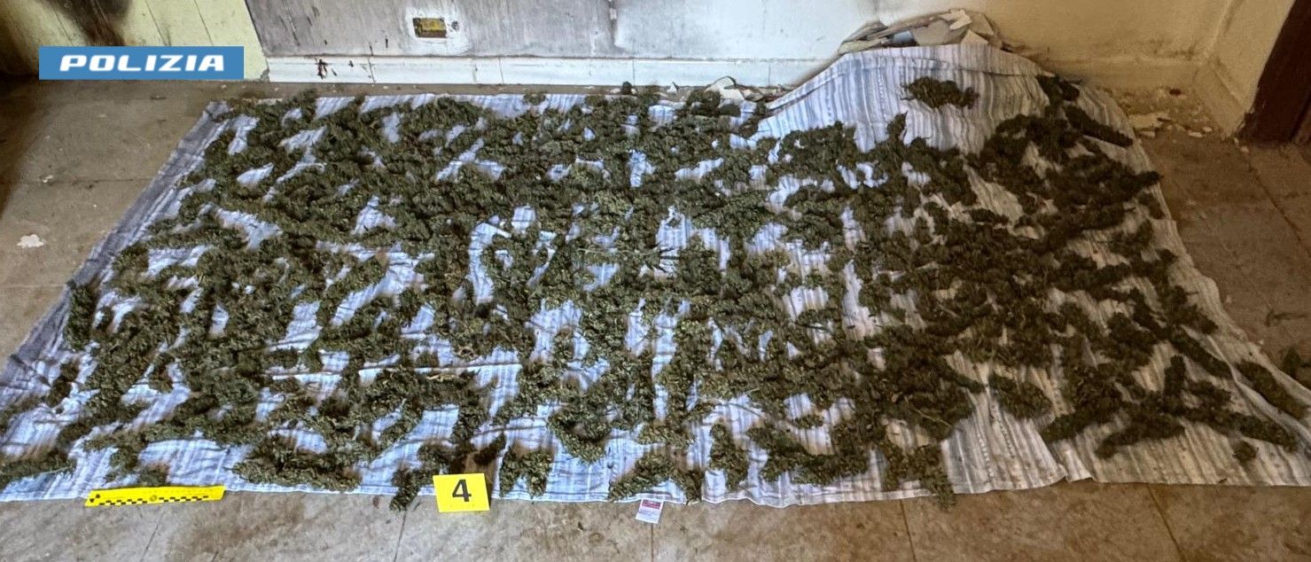 Oltre 8 chili di marijuana nascosti in casa e stesi ad asciugare sul pavimento. Un arresto a Sinopoli