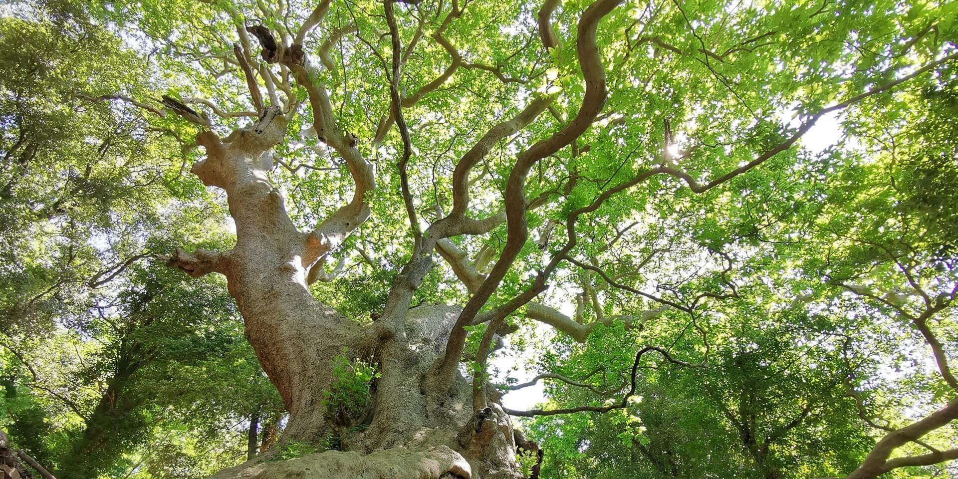L’albero europeo dell’anno, il platano di Curinga tra i finalisti – VIDEO