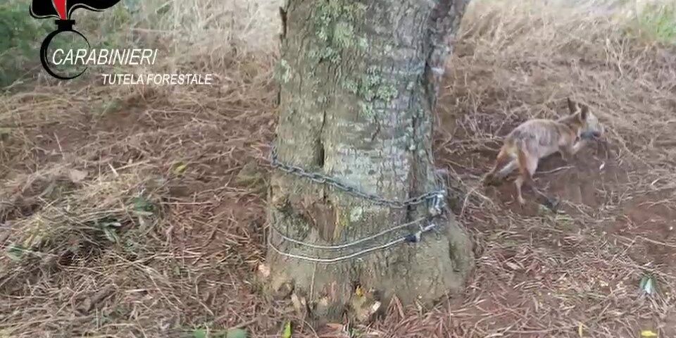 Volpe ferita in una trappola abusiva nel Reggino: salvata dai carabinieri