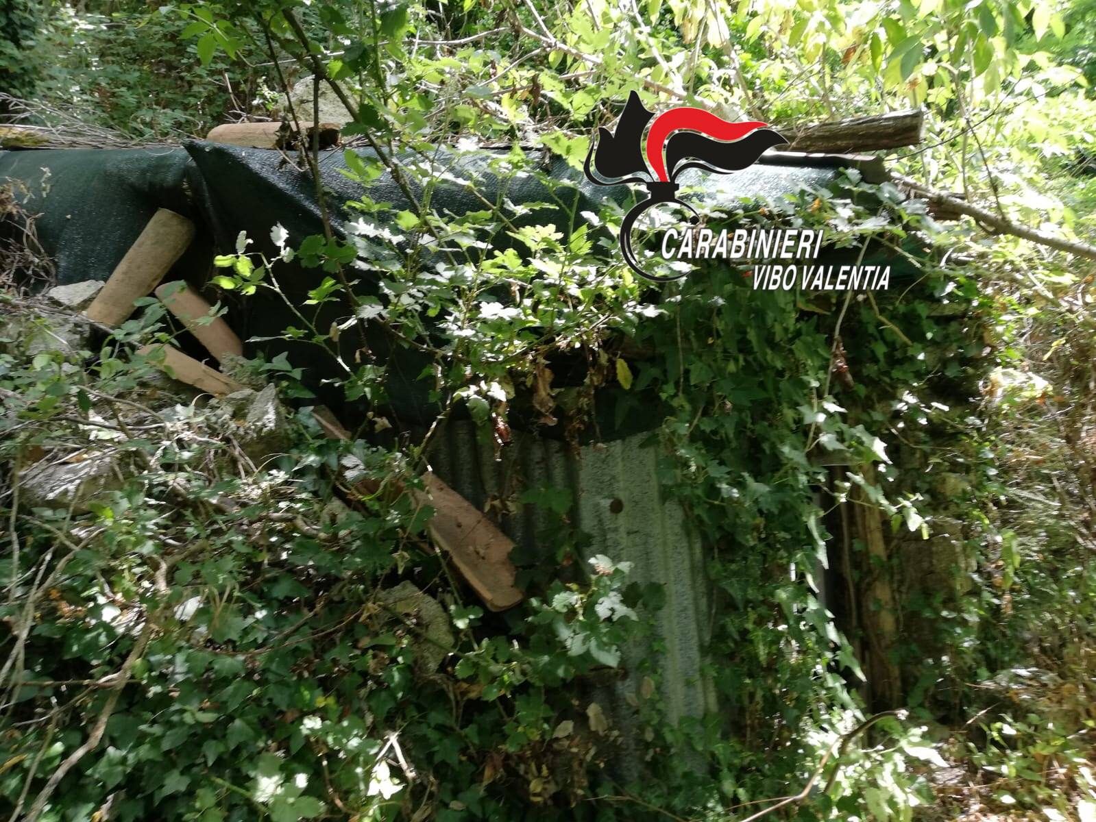 Scoperte 17 piantagioni di cannabis nelle Serre vibonesi: stop a giro d'affari milionario – FOTO
