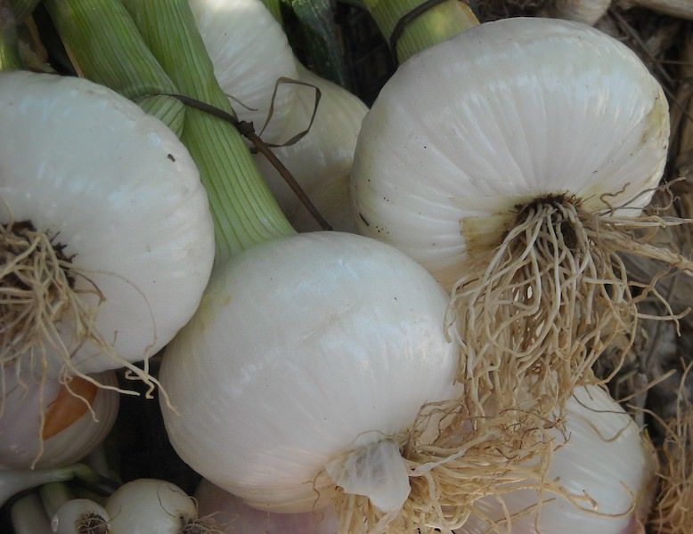 Tutte le opportunità della cipolla bianca di Castrovillari