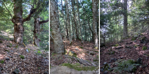 faggeta aspromonte incendi