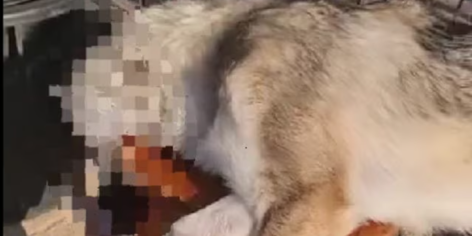 Reggio, pubblica sui social il video del cane «sacrificato a Satana»: segnalato alle forze dell’ordine