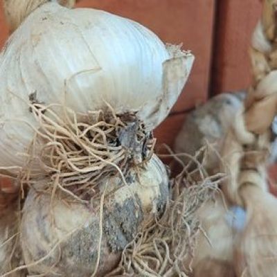 Dalla Calabria quattro nuovi Presìdi Slow Food a Terra Madre