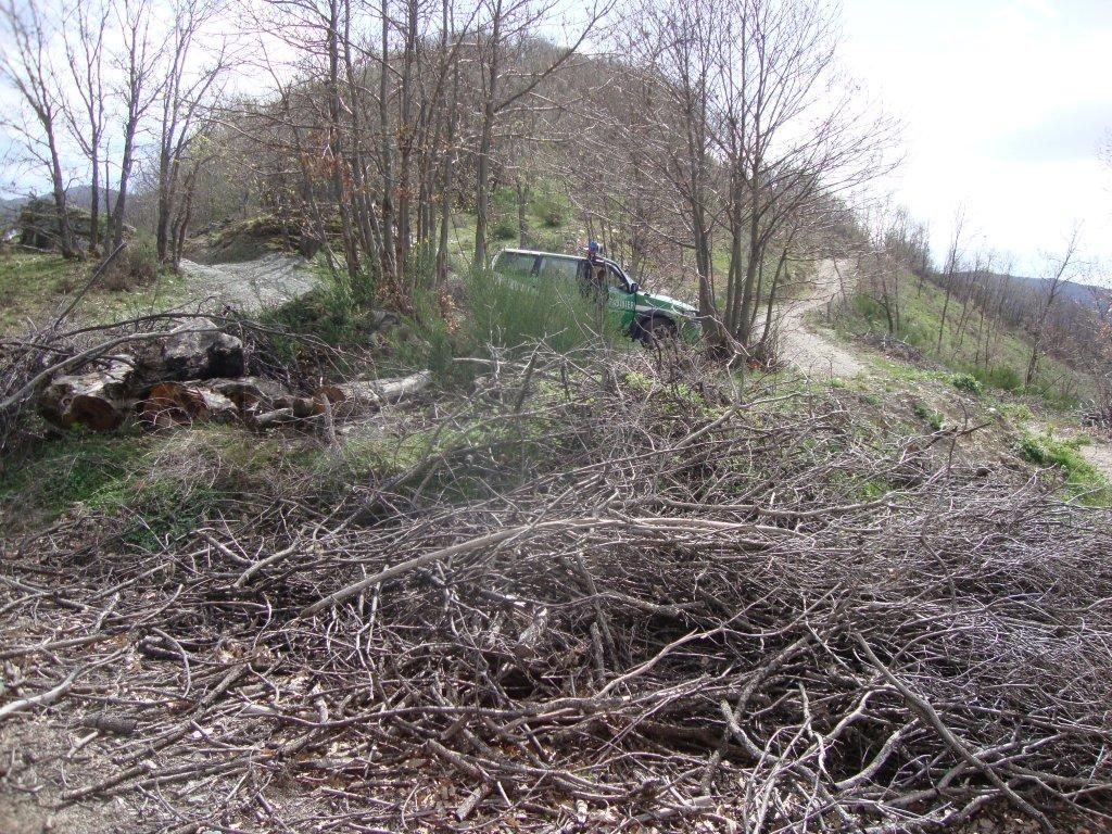 Taglio abusivo di 4mila piante, una denuncia a Casali del Manco
