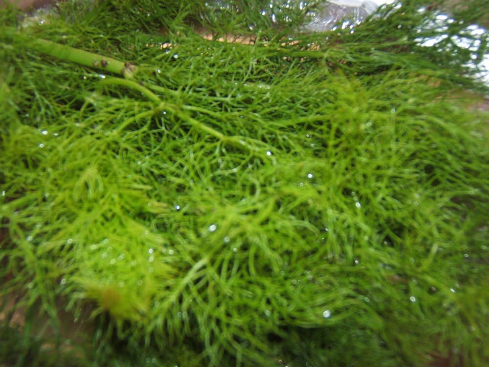 Paludi, precipita in una scarpata Muore mentre raccoglie finocchi