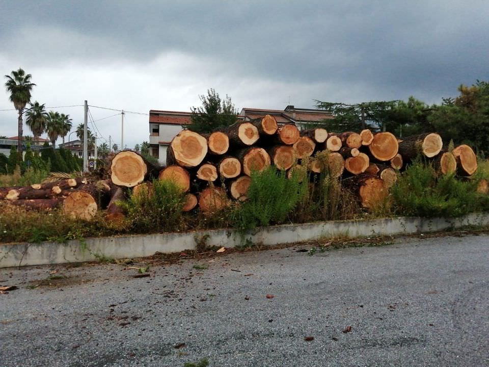 Alberi monumentali abbattuti a Oppido, lo sdegno di Giannetta: «Uno sfregio»