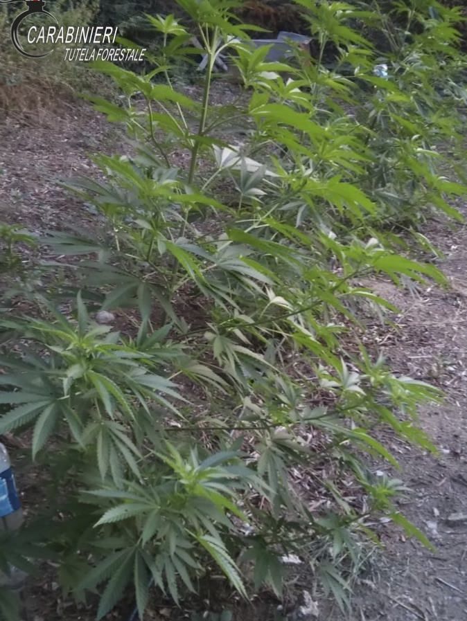 Coltivazione di marijuana nel Reggino, arrestati due fratelli