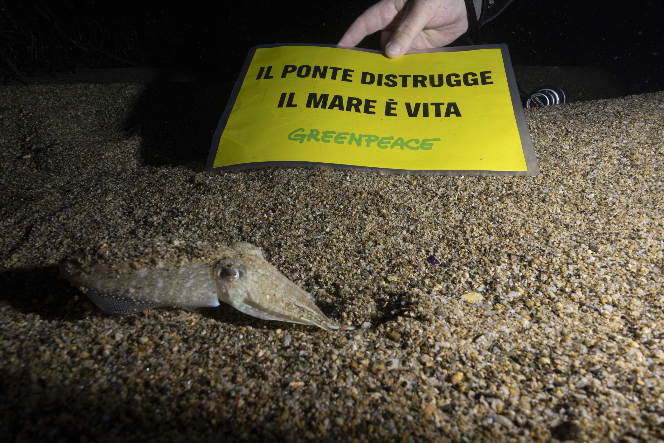 Ponte sullo Stretto, Greenpeace lancia il progetto “Aggiungiamo bellezza al mare”