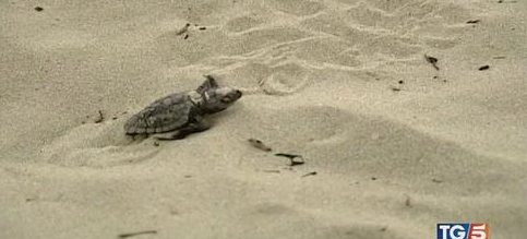 Baby boom di tartarughe marine, numeri da record sulla costa jonica calabrese