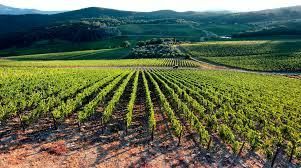 Accesso al credito in agricoltura, accordo tra Regione e Mps