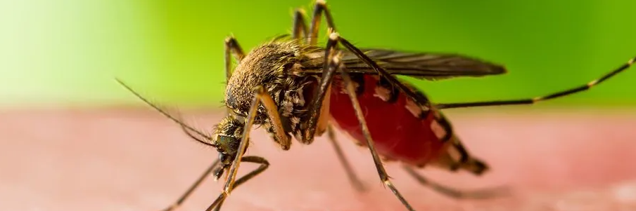 Virus West Nile, a Catanzaro prevista disinfestazione straordinaria