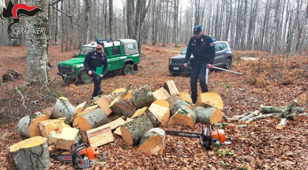 Sorpresi a tagliare un albero tentano la fuga, due arresti a Petronà