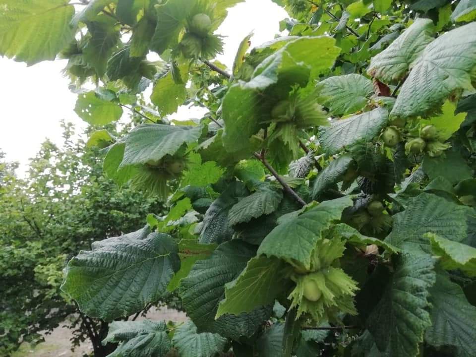 Nocciola bio di Calabria, lunedì un webinar di promozione