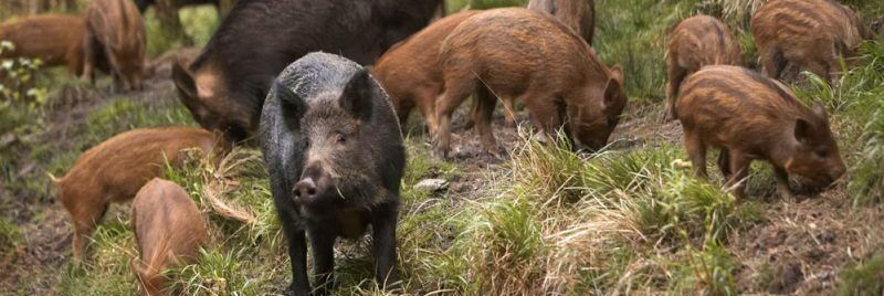 «Tutelare la filiera suinicola dai cinghiali»