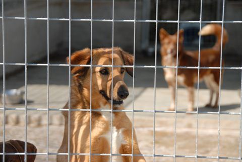 Cani riconsegnati al Comune, la protesta funziona