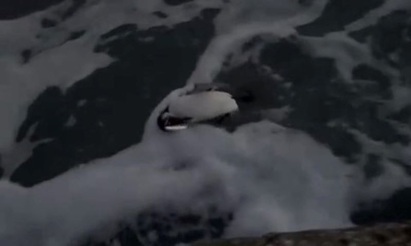 Una gazza marina pescata nel Reggino: a Bovalino l’insolito avvistamento – VIDEO