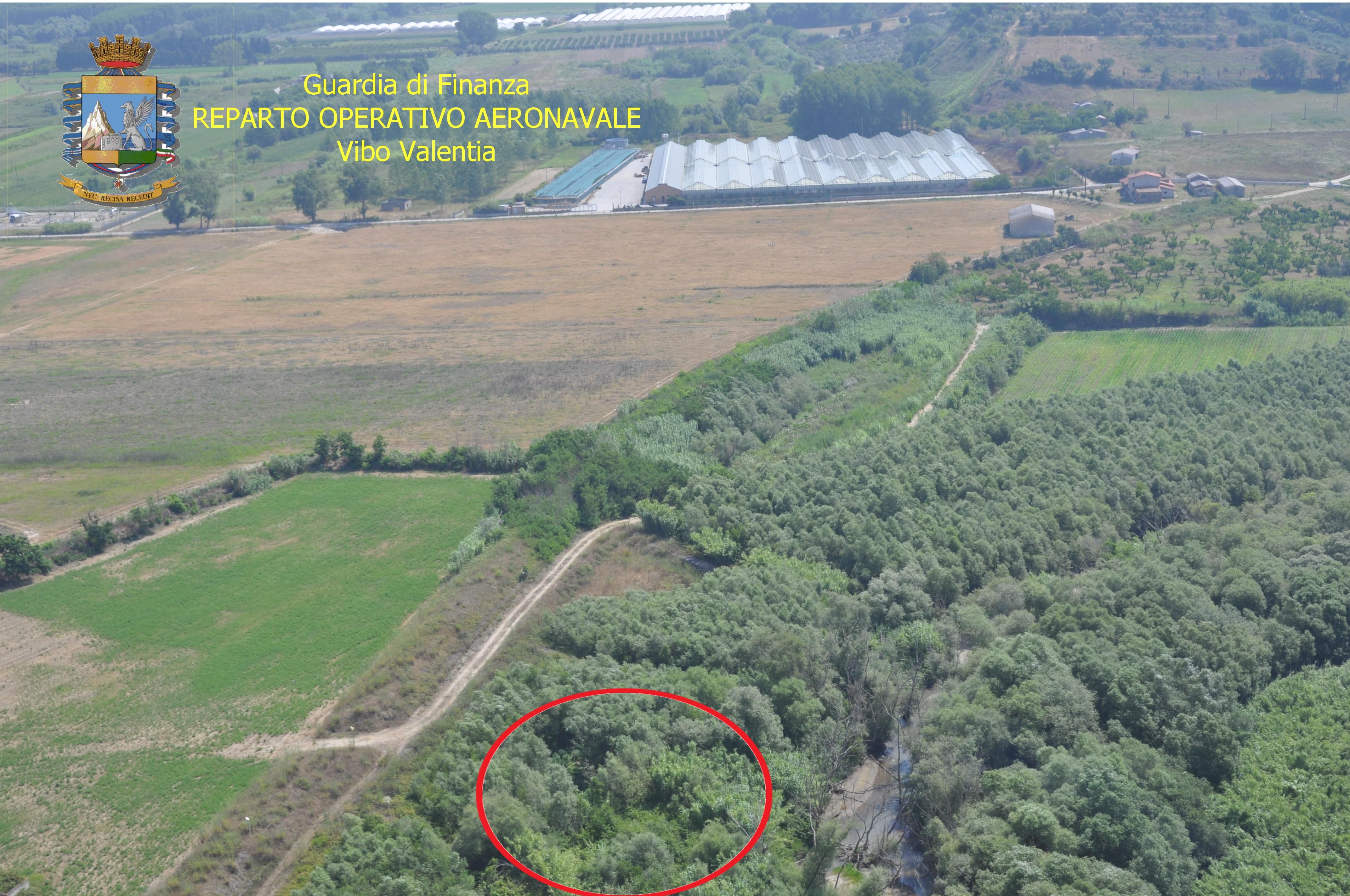 Lamezia, scoperta piantagione di canapa