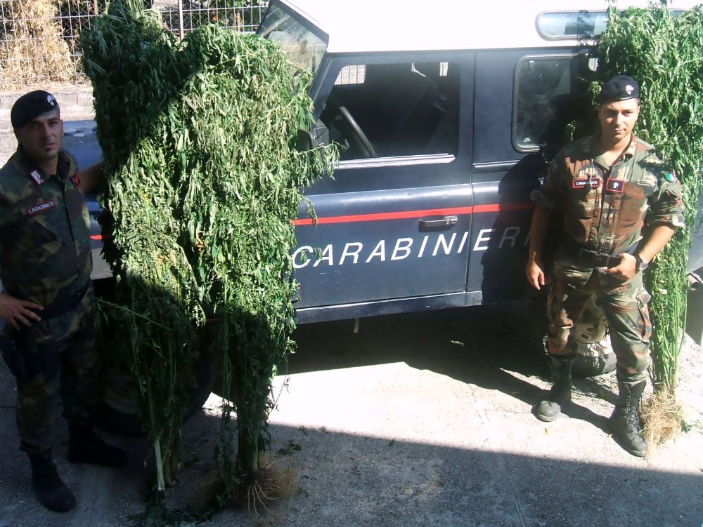 Sequestrate quasi cinquemila piante di canapa indiana nel Reggino