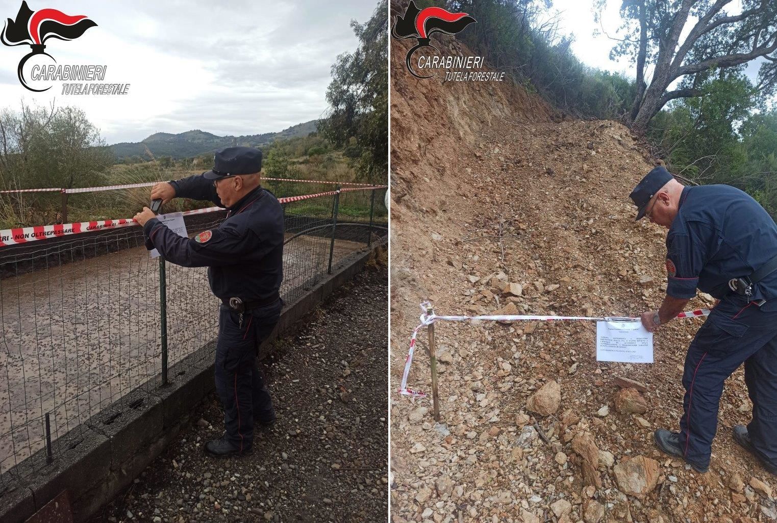 Estirpate piante per realizzare un bosco di eucalipto nel Cosentino, una denuncia