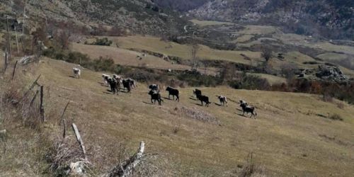 Vacche_sacre_Aspromonte