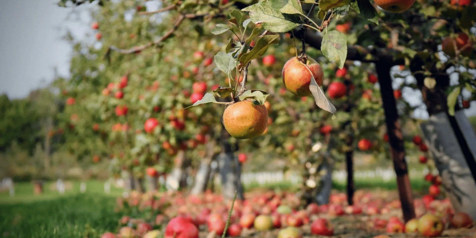Italy for Climate, la Calabria tra le regioni più virtuose su rinnovabili e agricoltura sostenibile