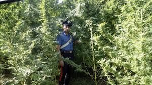 Scoperte piantagioni di canapa a Lamezia e Crotone