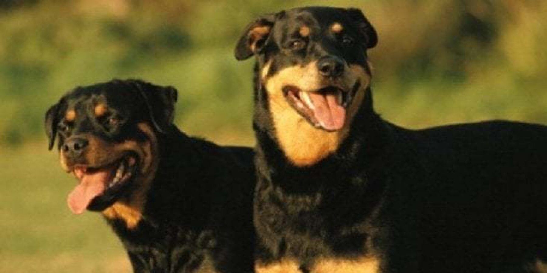 Anziana muore sbranata dai suoi cani nel Modenese