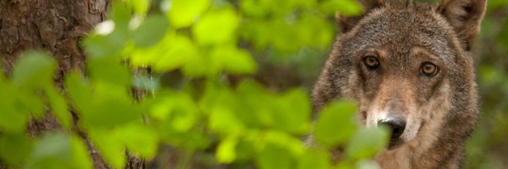 Il pericolo predatori per l’agricoltura e una risposta dell’Ue