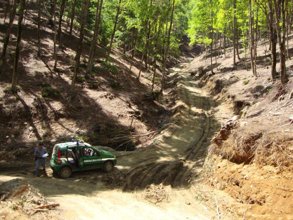 Stavano rubando sei quintali di legna: in manette