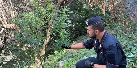 Coltivavano piante di marijuana a pochi passi dalla strada, arrestate due persone nel Reggino