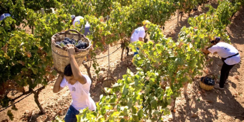 agricoltura-sospeso-sciopero-calabria