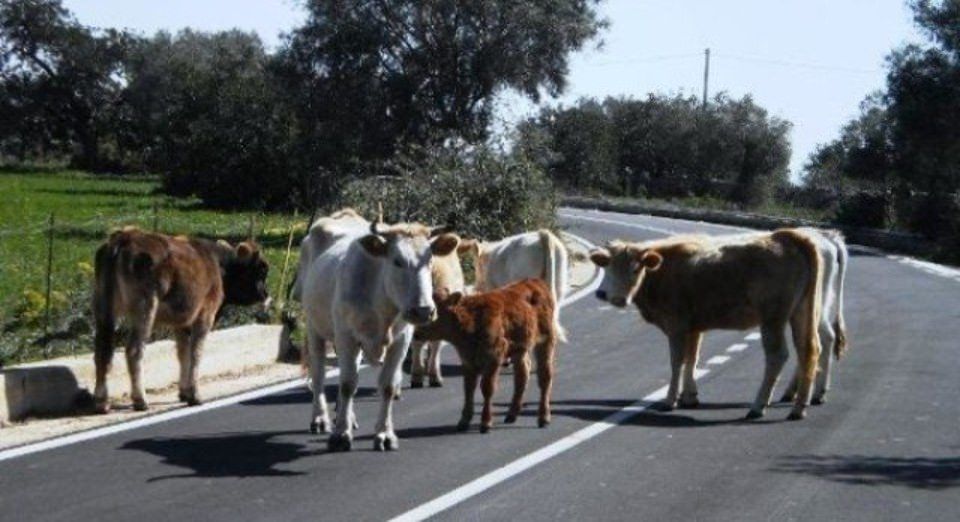 "Vacche sacre", al via misure per l'abbattimento